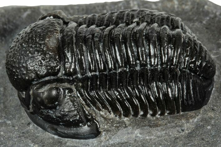 Detailed Gerastos Trilobite Fossil - Morocco #351271